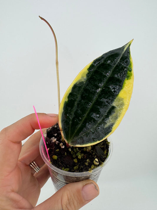 Hoya Latifolia (macrophylla) outer variegated