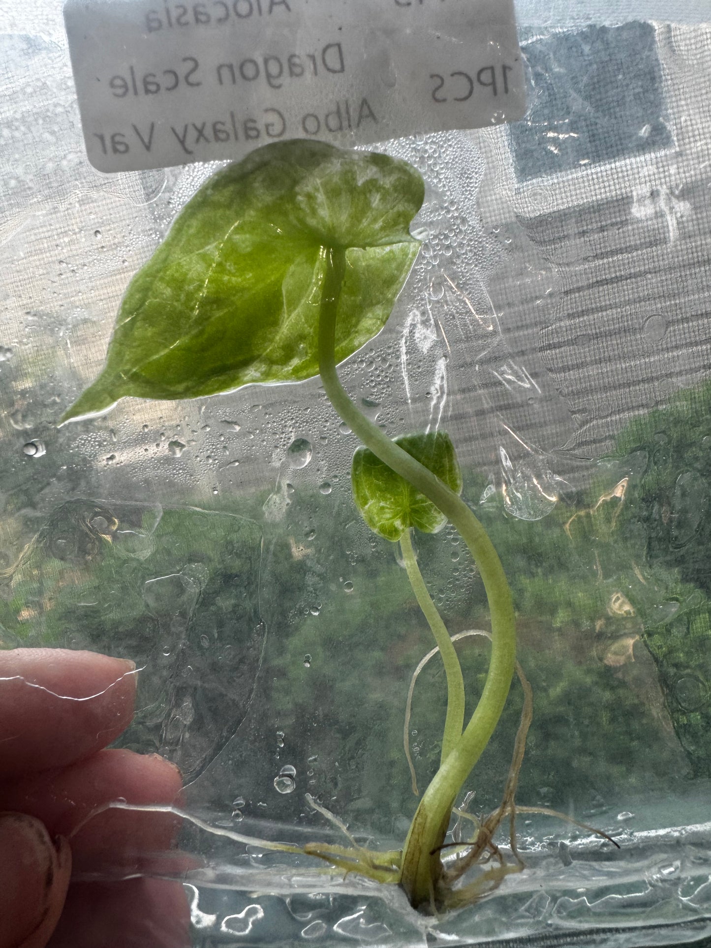 Alocasia Dragon Scale Variegated Albo ‘Galaxy’ Tissue Culture Plant #45