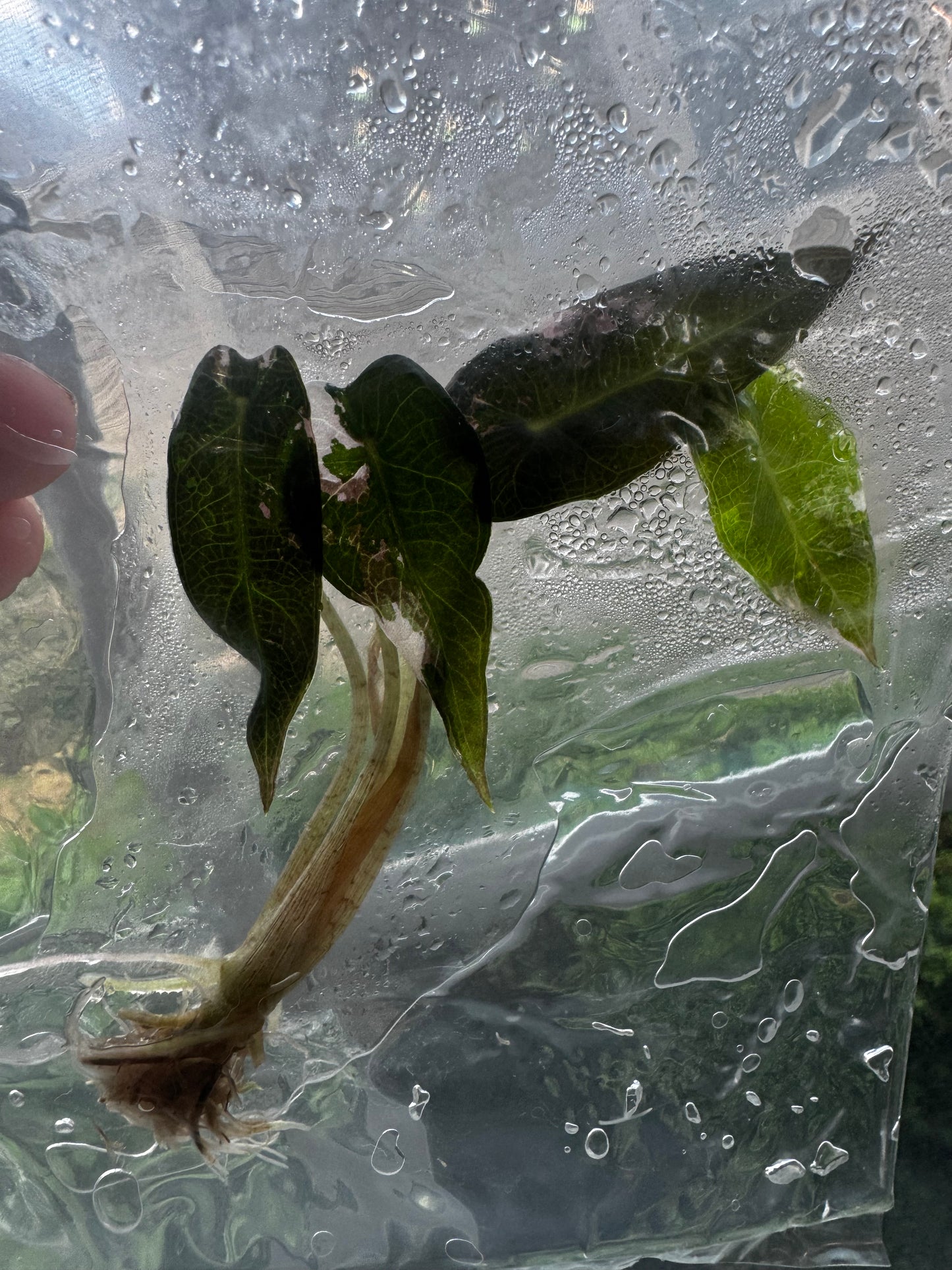 Alocasia Bambino Variegated Pink/Albo Tissue Culture Plants