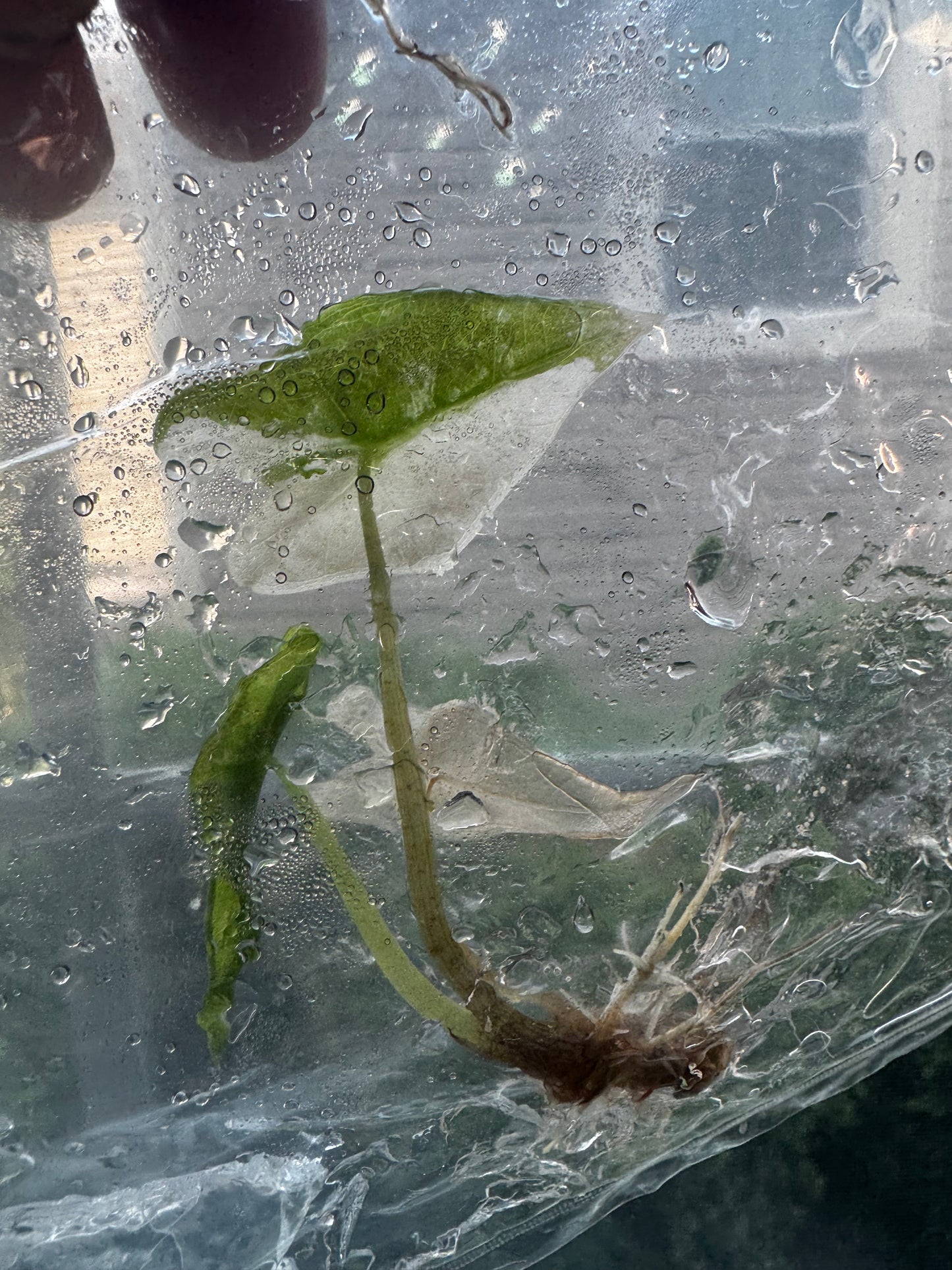 Alocasia Nobilis ‘Pink’ Variegated Tissue Culture #3