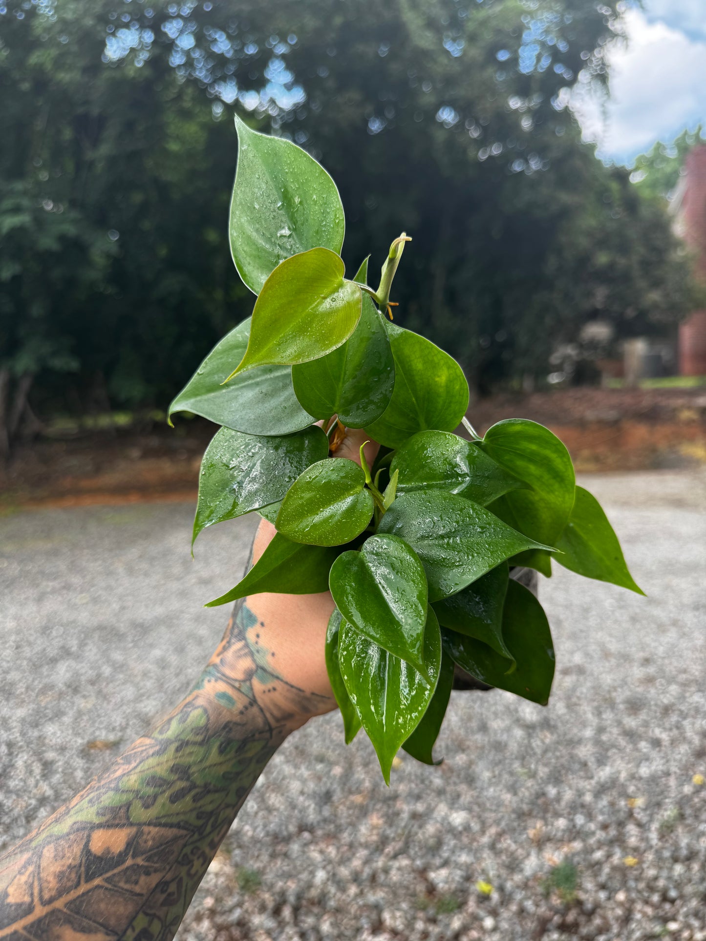 Philodendron cordatum ‘Heartleaf’