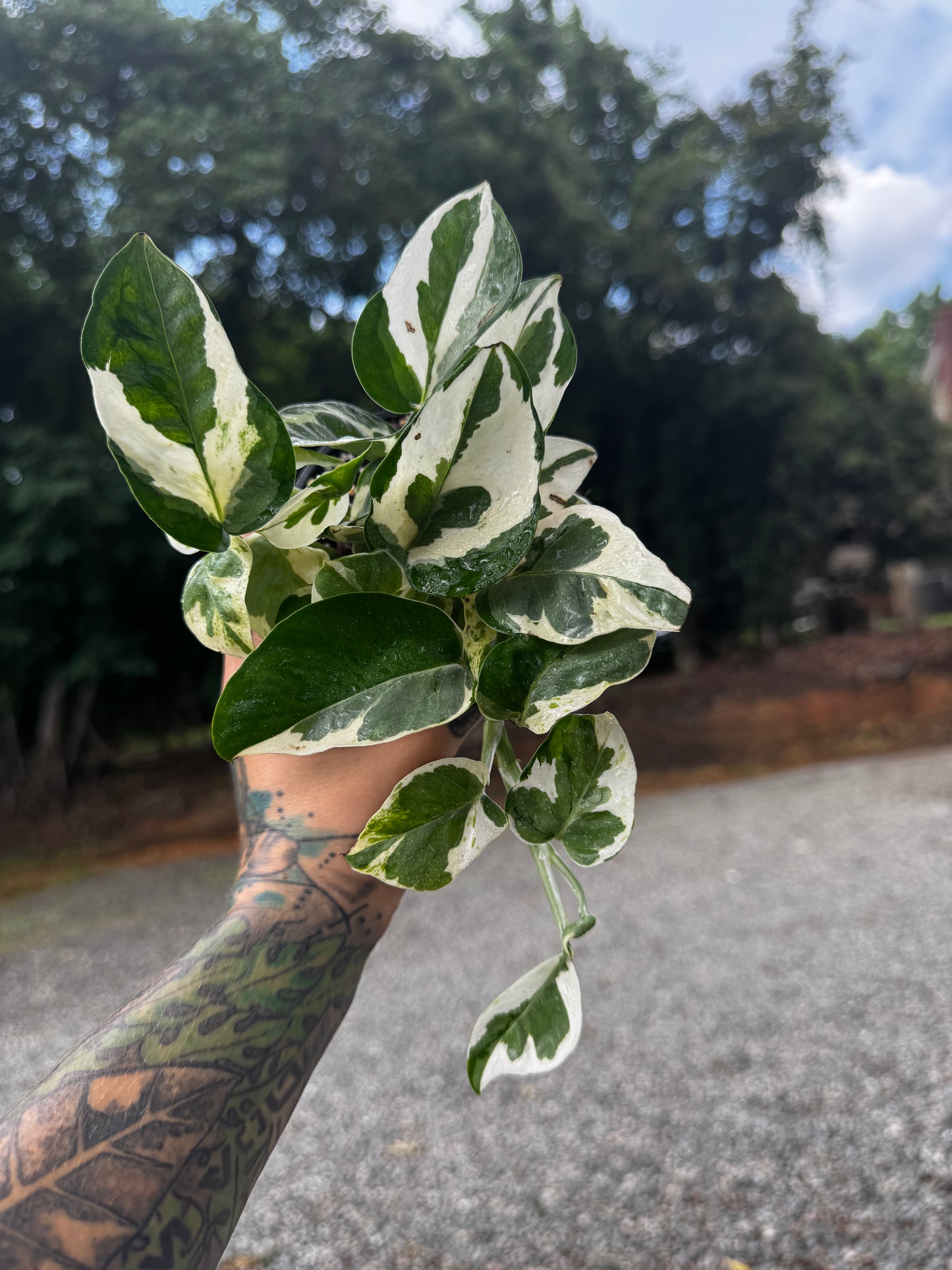 ‘N’Joy’ pothos