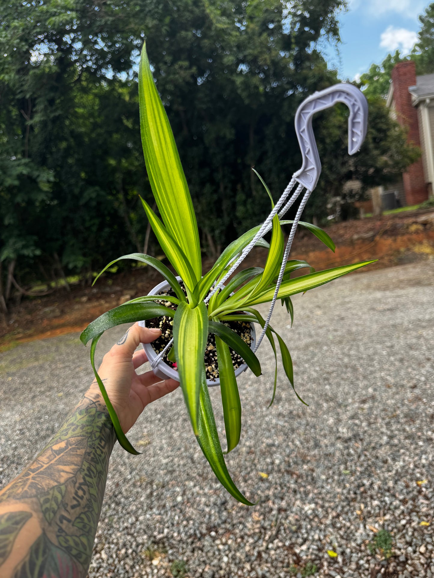 Spider Plant ‘Bonnie’