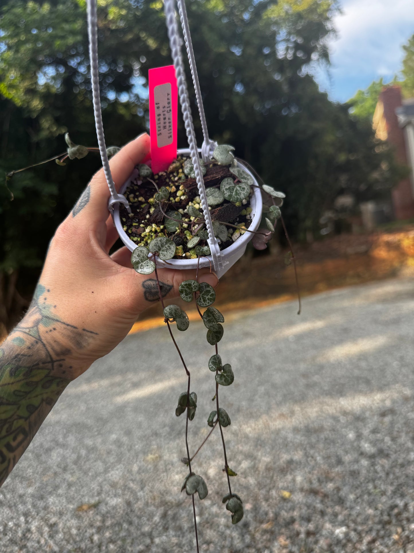 String of Hearts ‘silver glory’