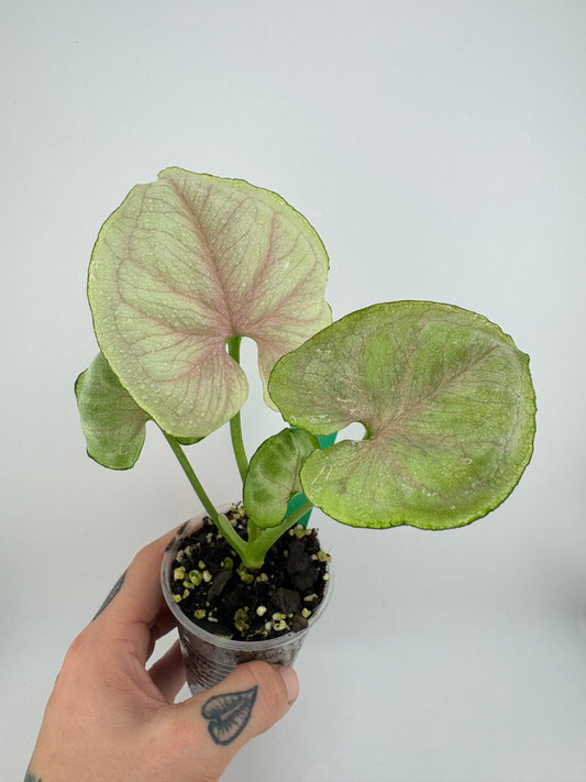 Syngonium Green Splash