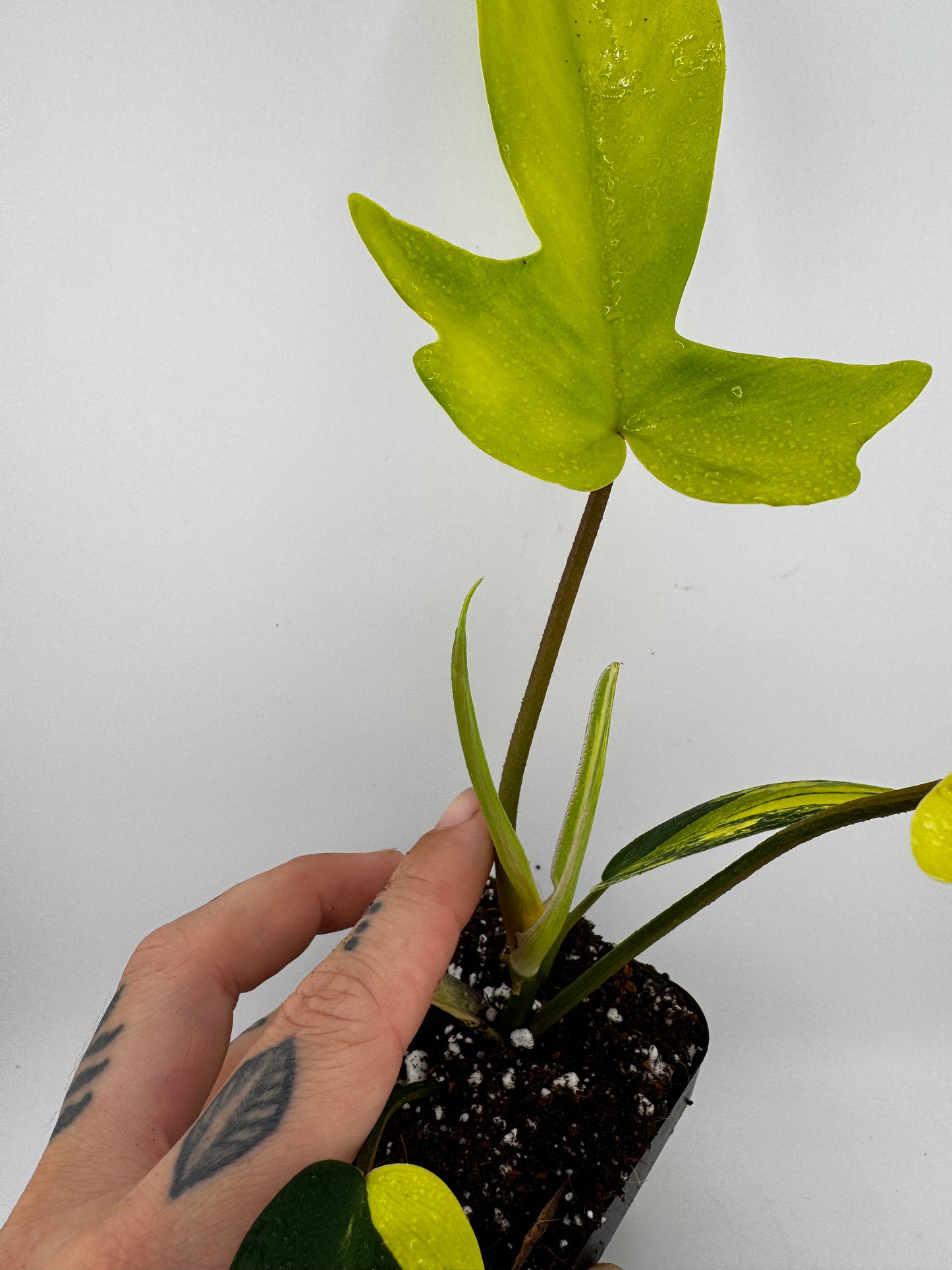 Philodendron Florida Beauty Variegated