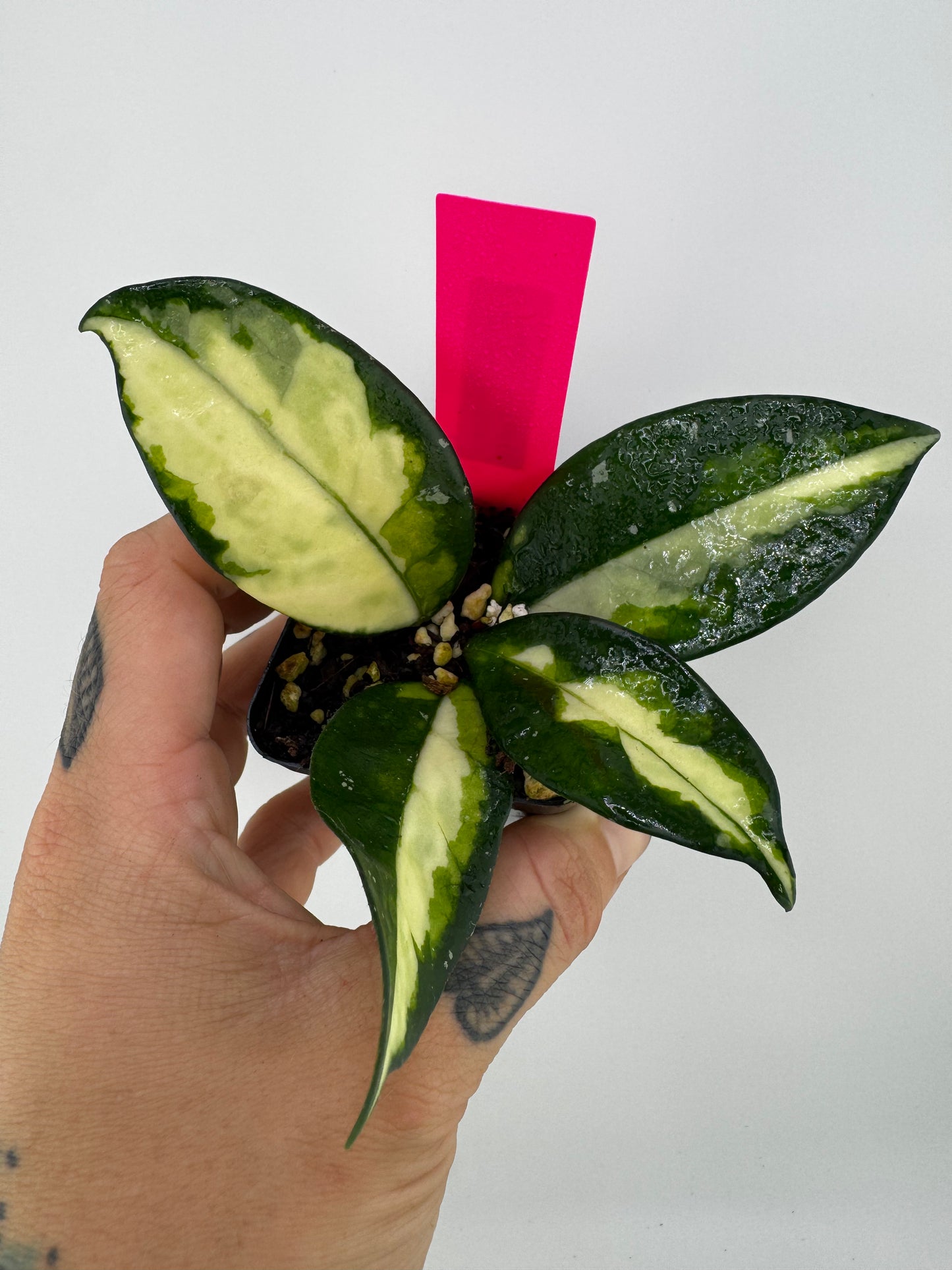 Hoya Crimson Princess Variegated