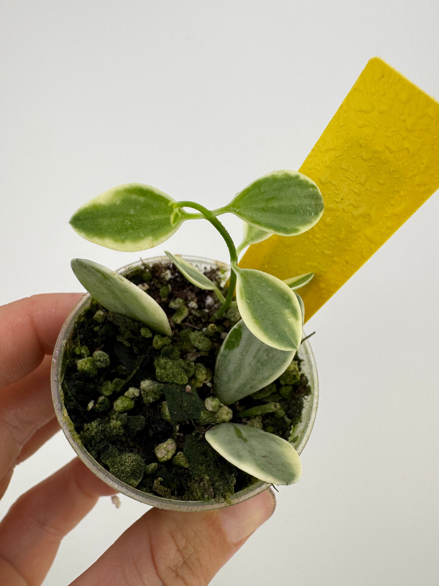 Dischidia Ointha Variegated