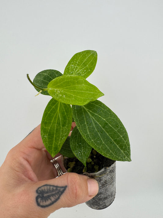 Hoya Fitchii Yellow Flower