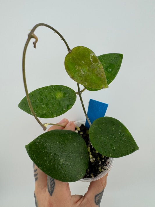 Hoya IML 1438 ‘Hat Som Paen’