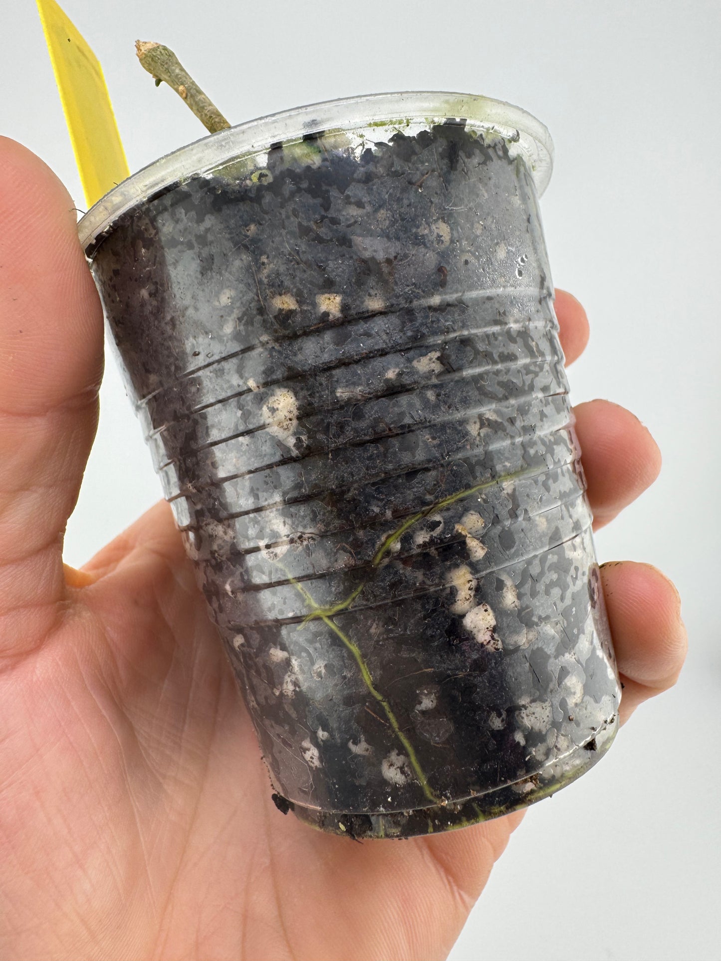 Hoya sp. Indonesia 001