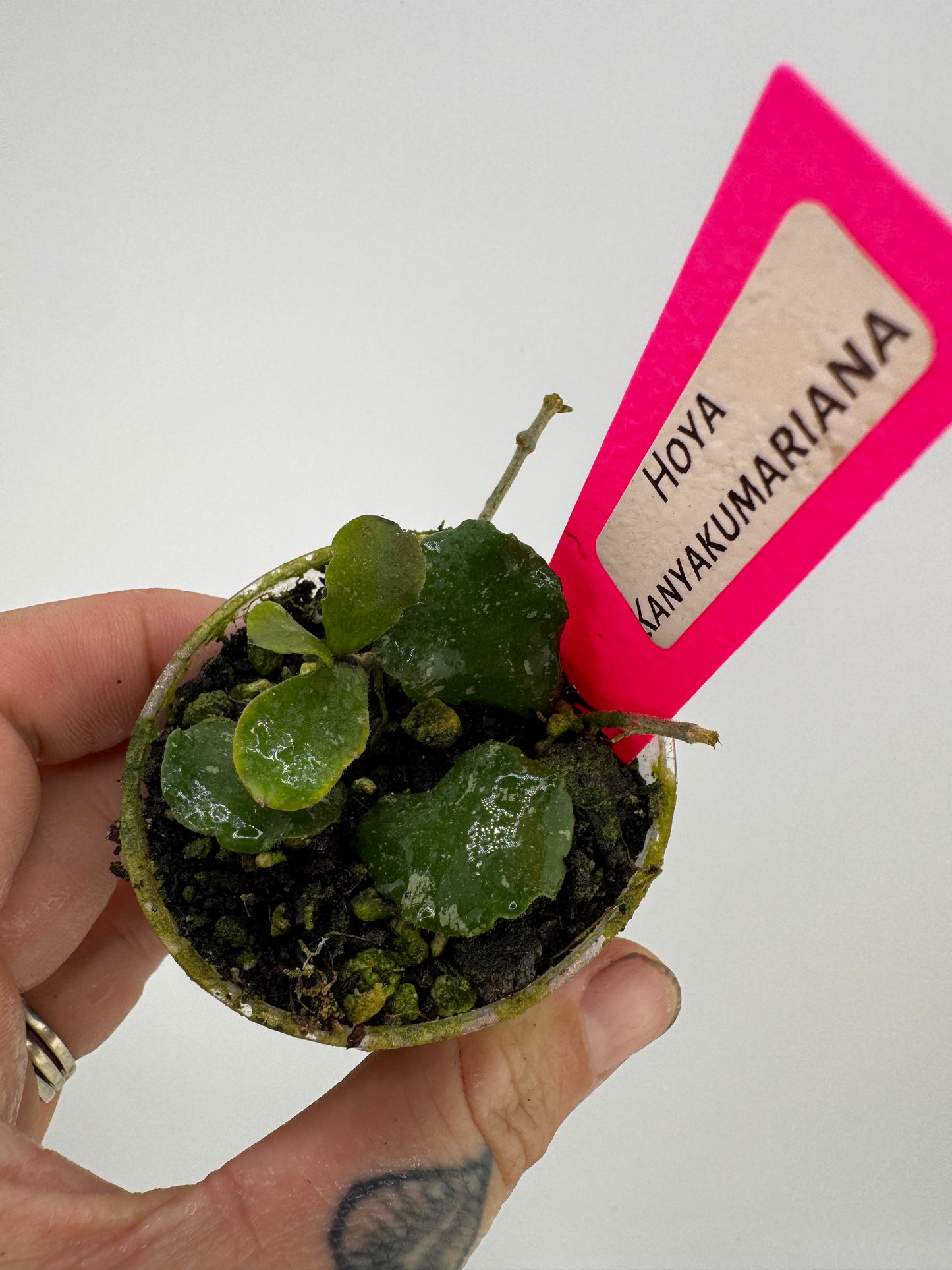 Hoya Kanyakumariana