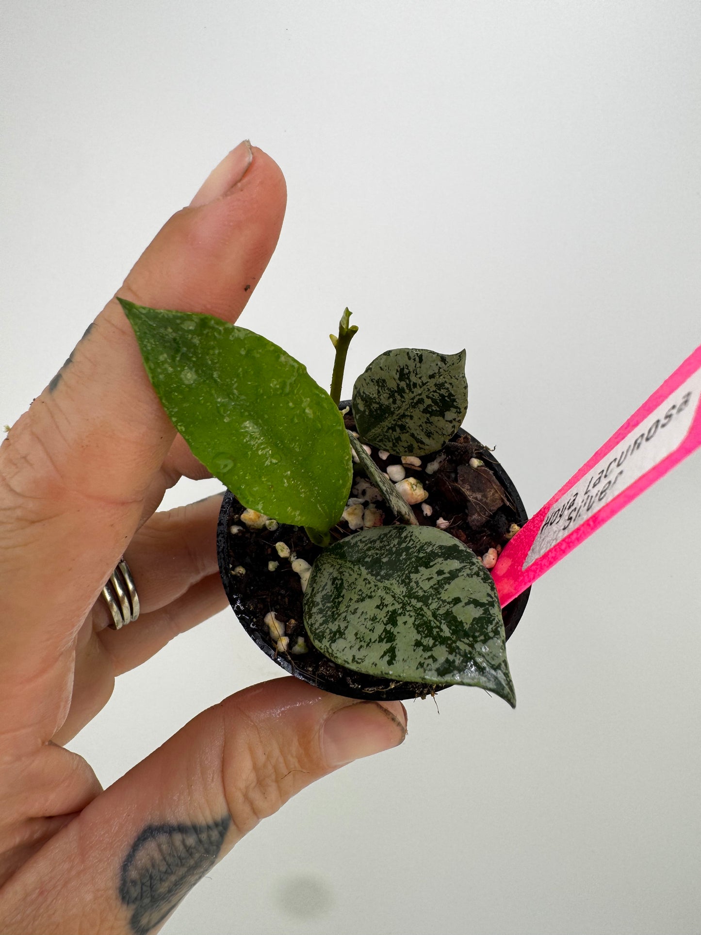 Hoya lacunosa ‘silver’