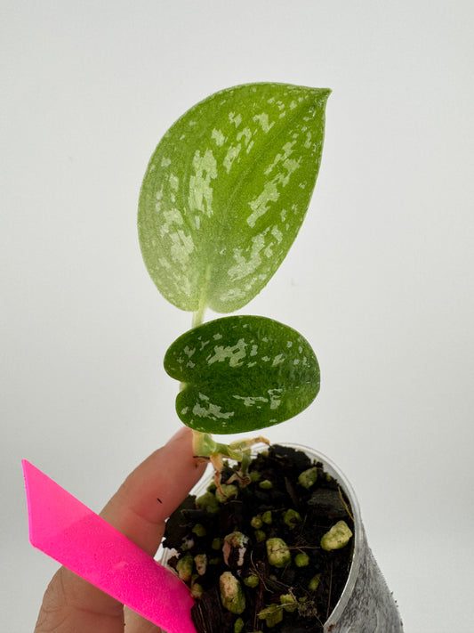 Scindapsus Pictus tricolor ‘Tattoo’