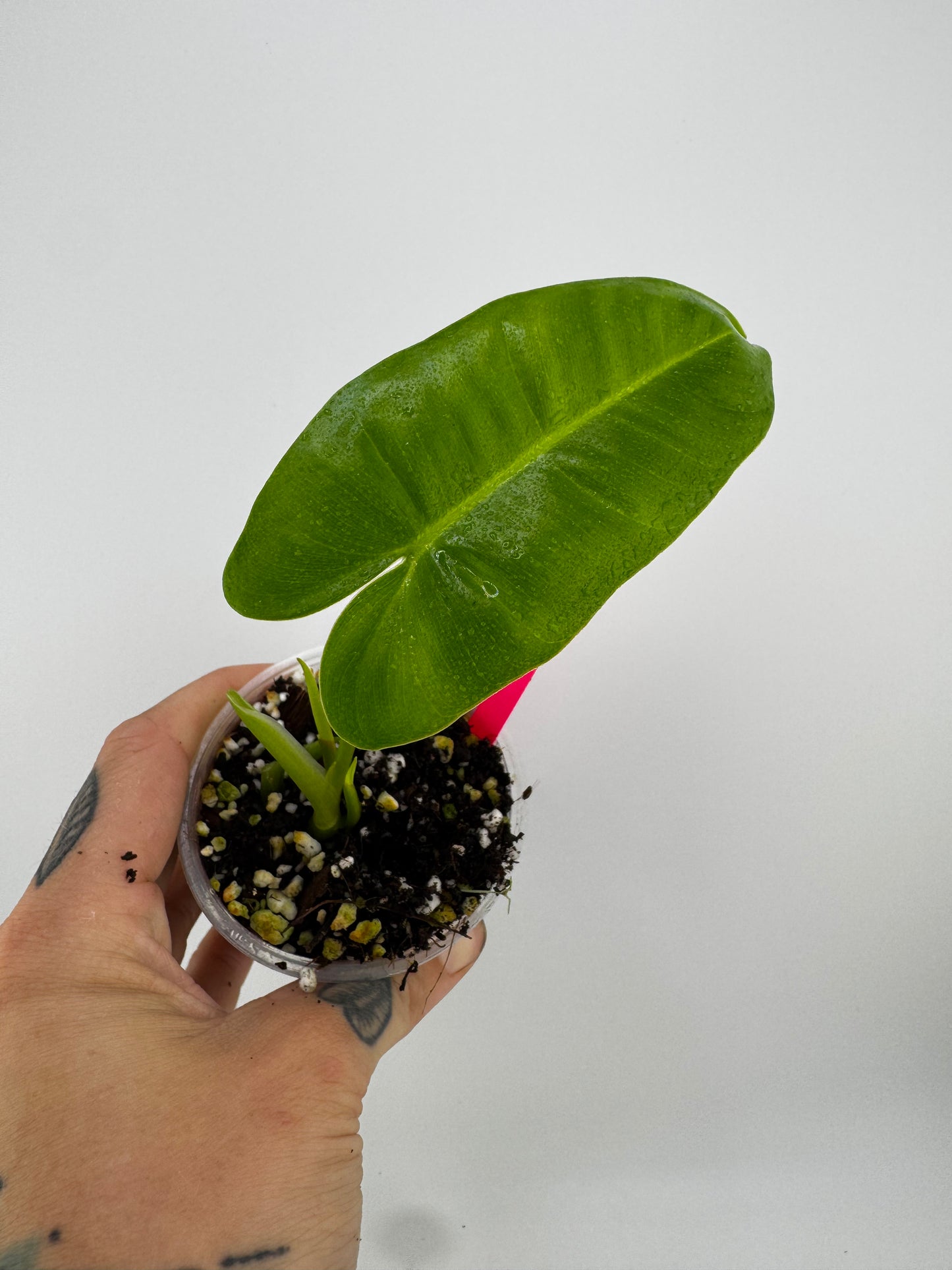 Philodendron Burle Marxe