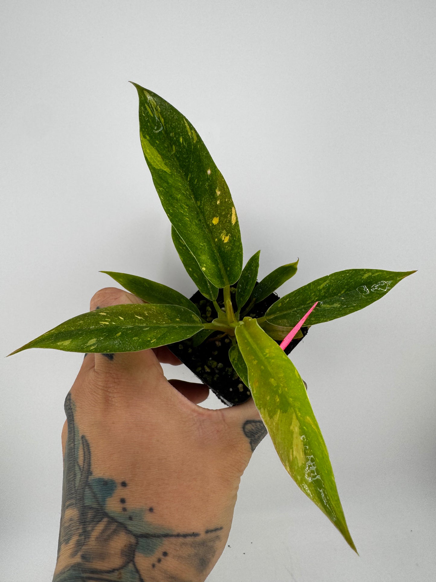 Philodendron variegated Ring of Fire