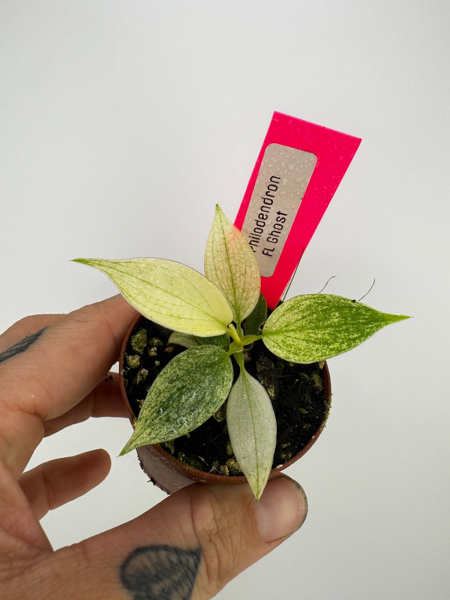 Philodendron Florida Ghost