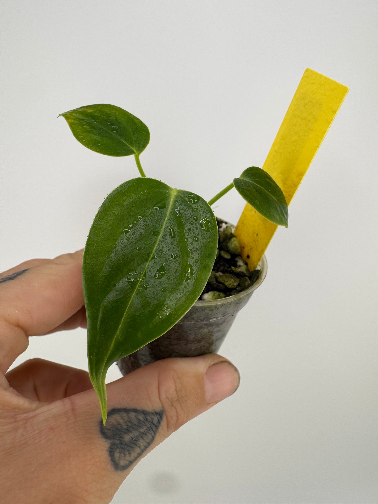 Anthurium Veitchii