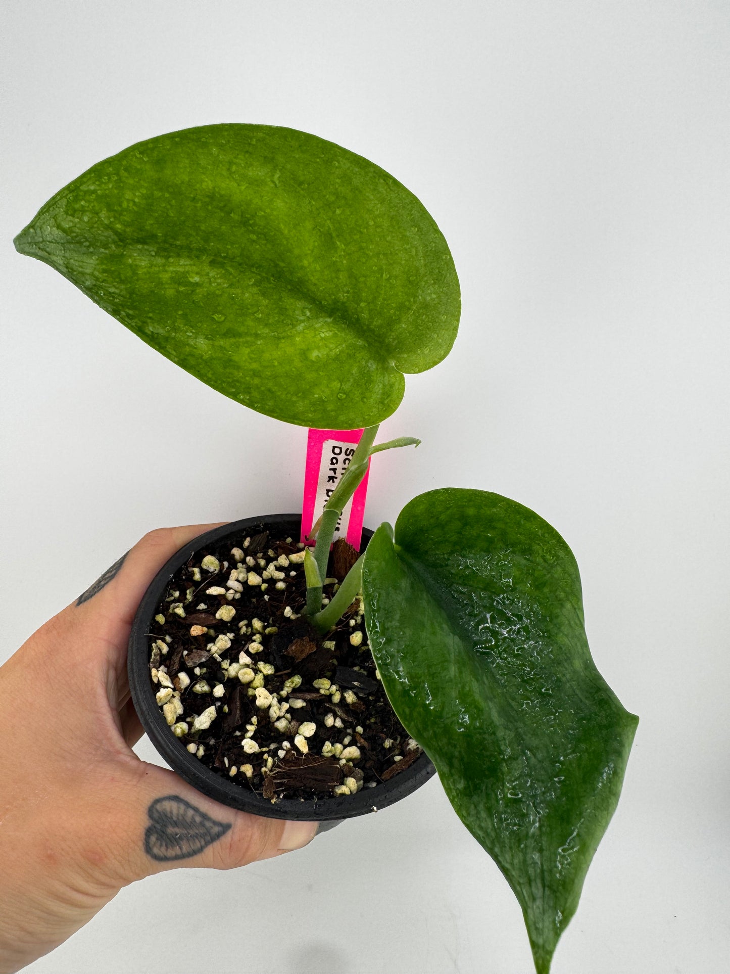 Scindapsus Dark Pictus