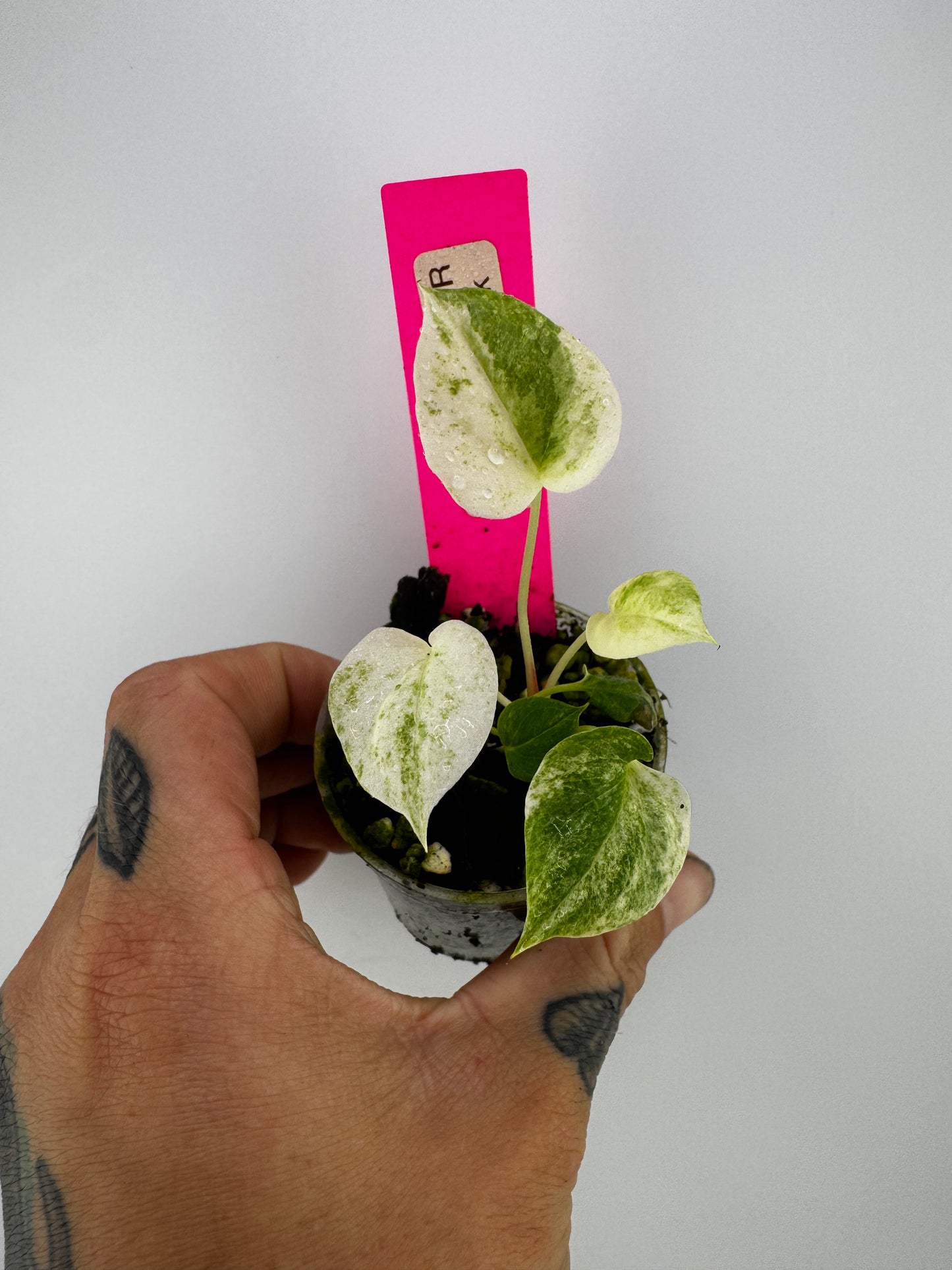 Anthurium Hookeri Albo Variegated