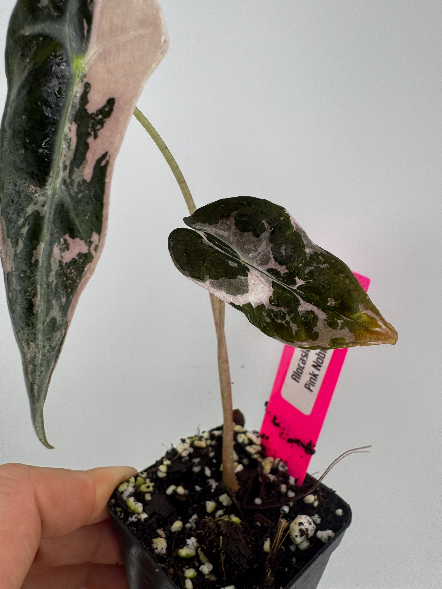 Alocasia Nobilis ‘Pink’ Variegated #3