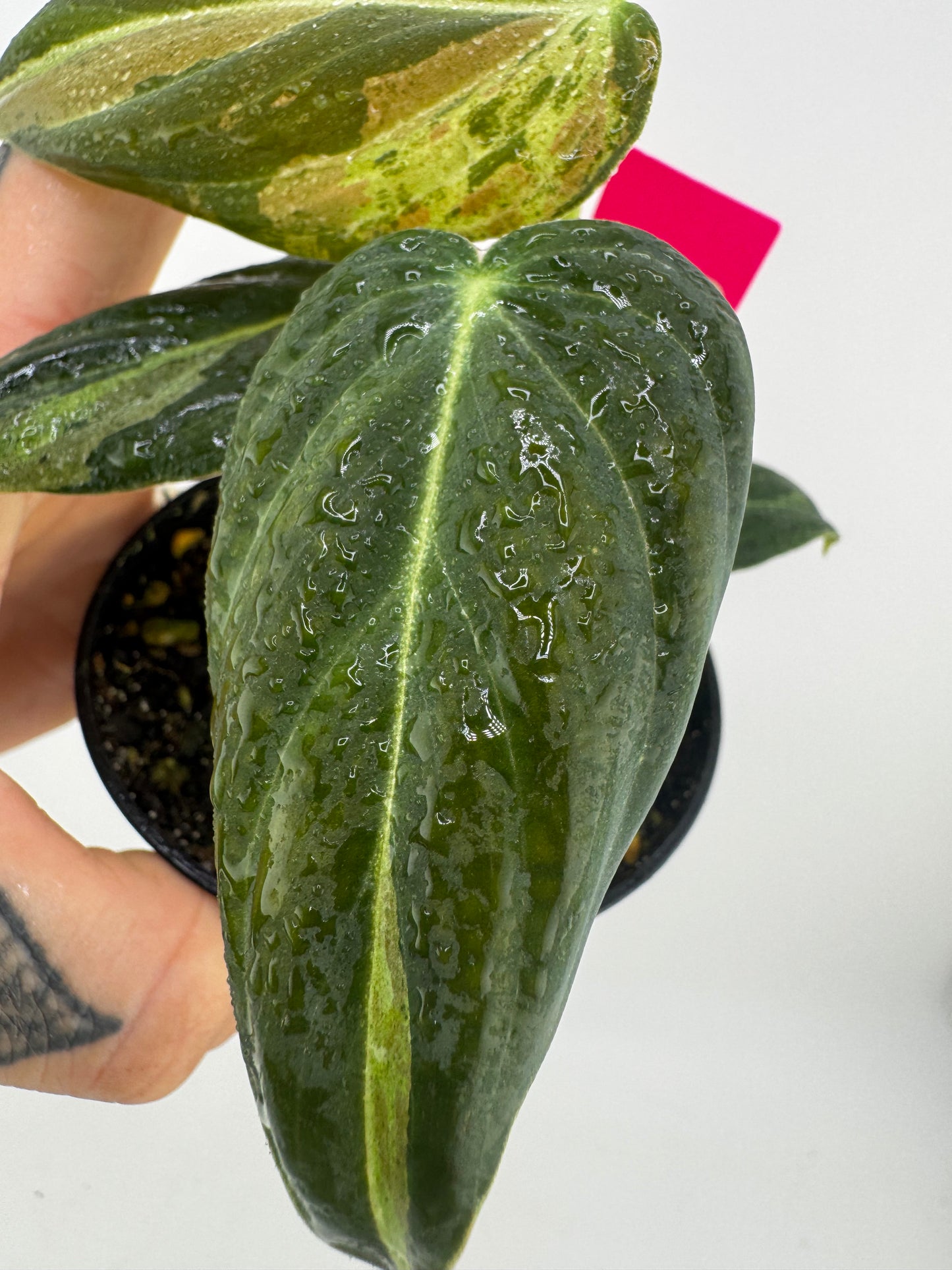 Philodendron Melanocrysm Variegated