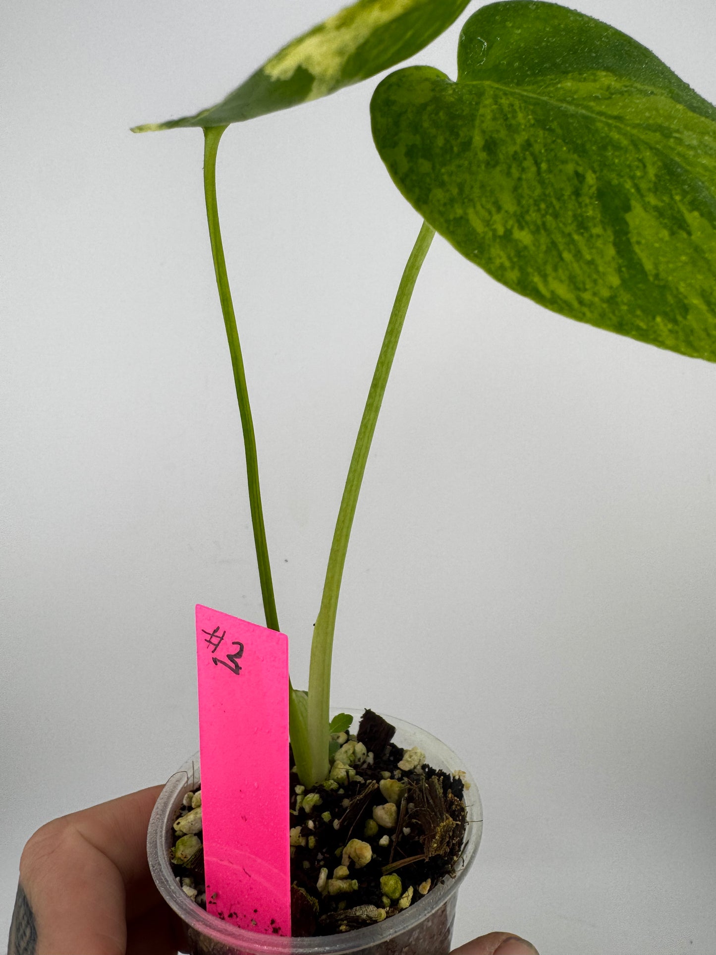 Monstera Deliciosa (Small Form) Aurea Variegated #3
