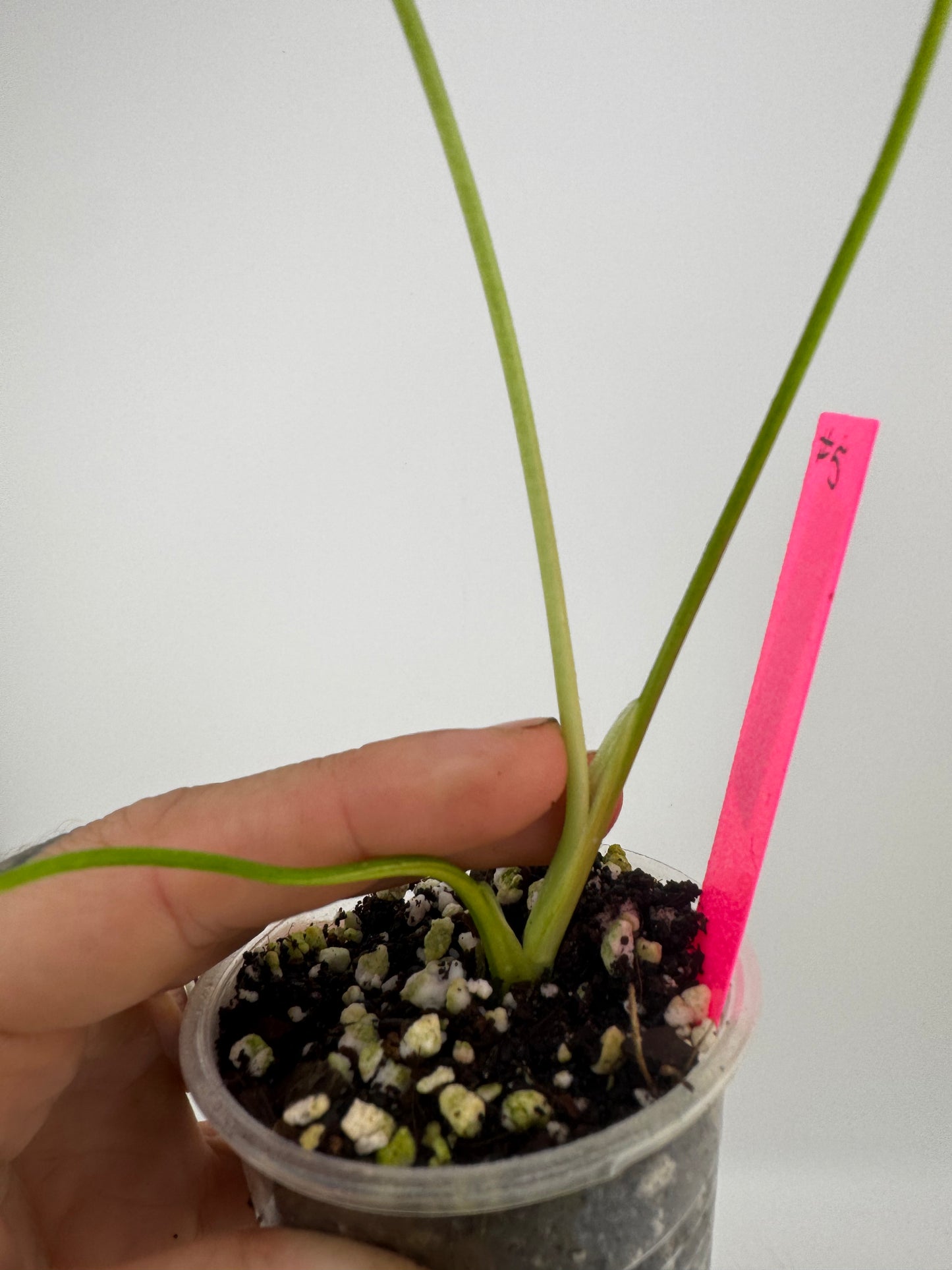 Monstera Deliciosa (Small Form) Aurea Variegated #5