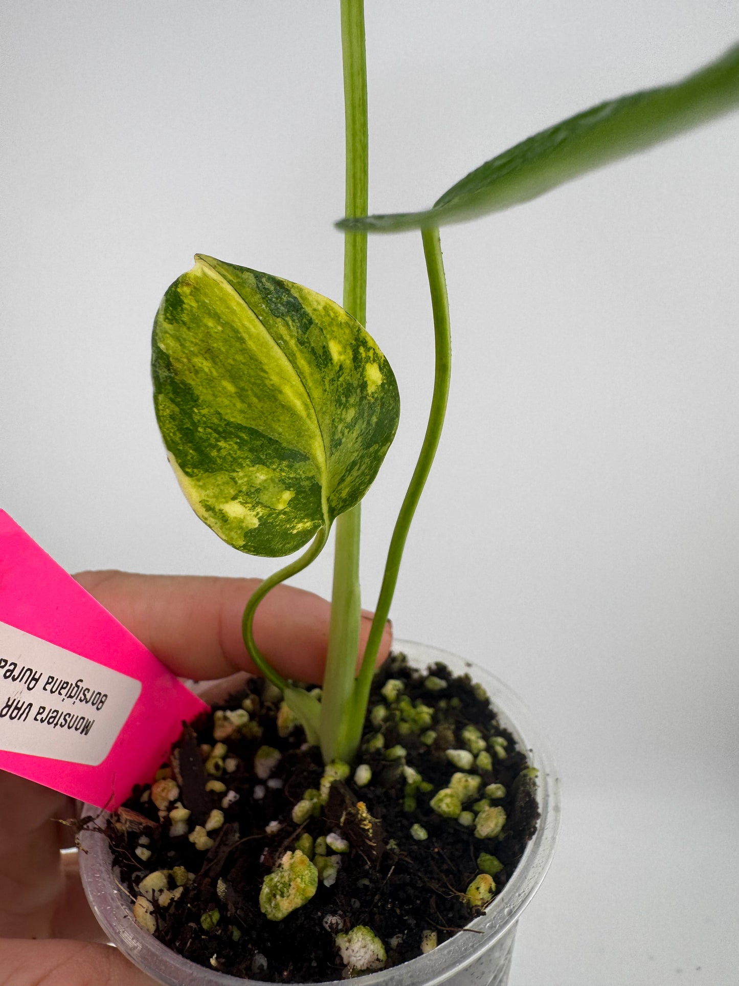 Monstera Deliciosa (Small Form) Aurea Variegated #6