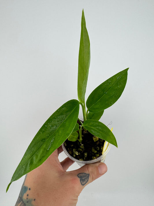 Monstera Obliqua ‘No ID’