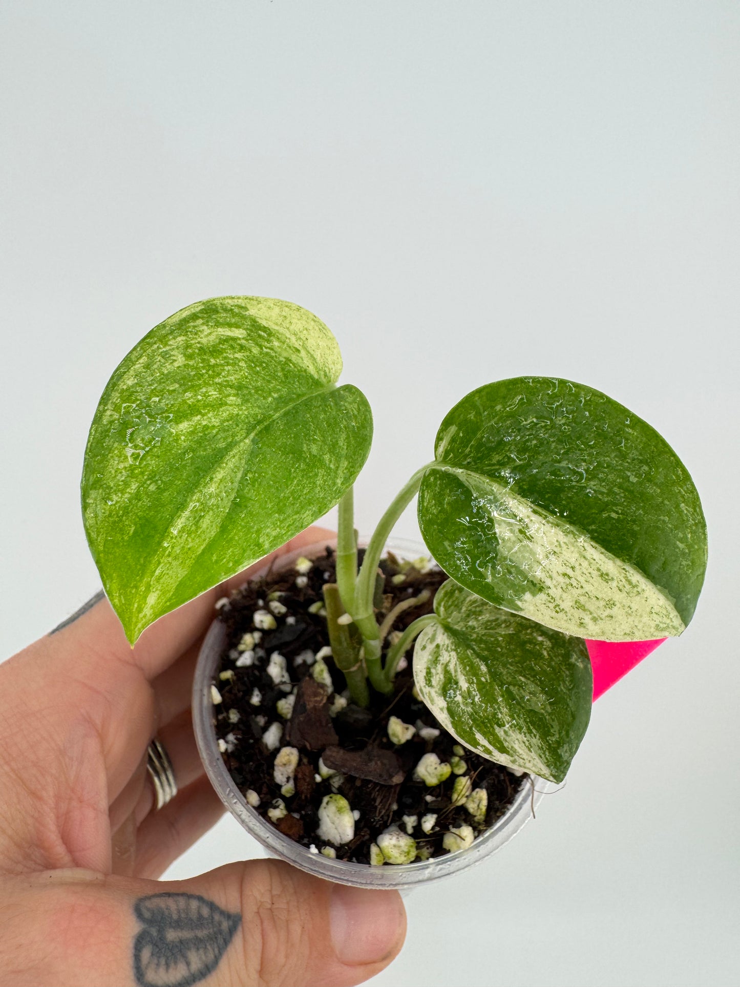 Scindapsus Variegated Mangurai #2