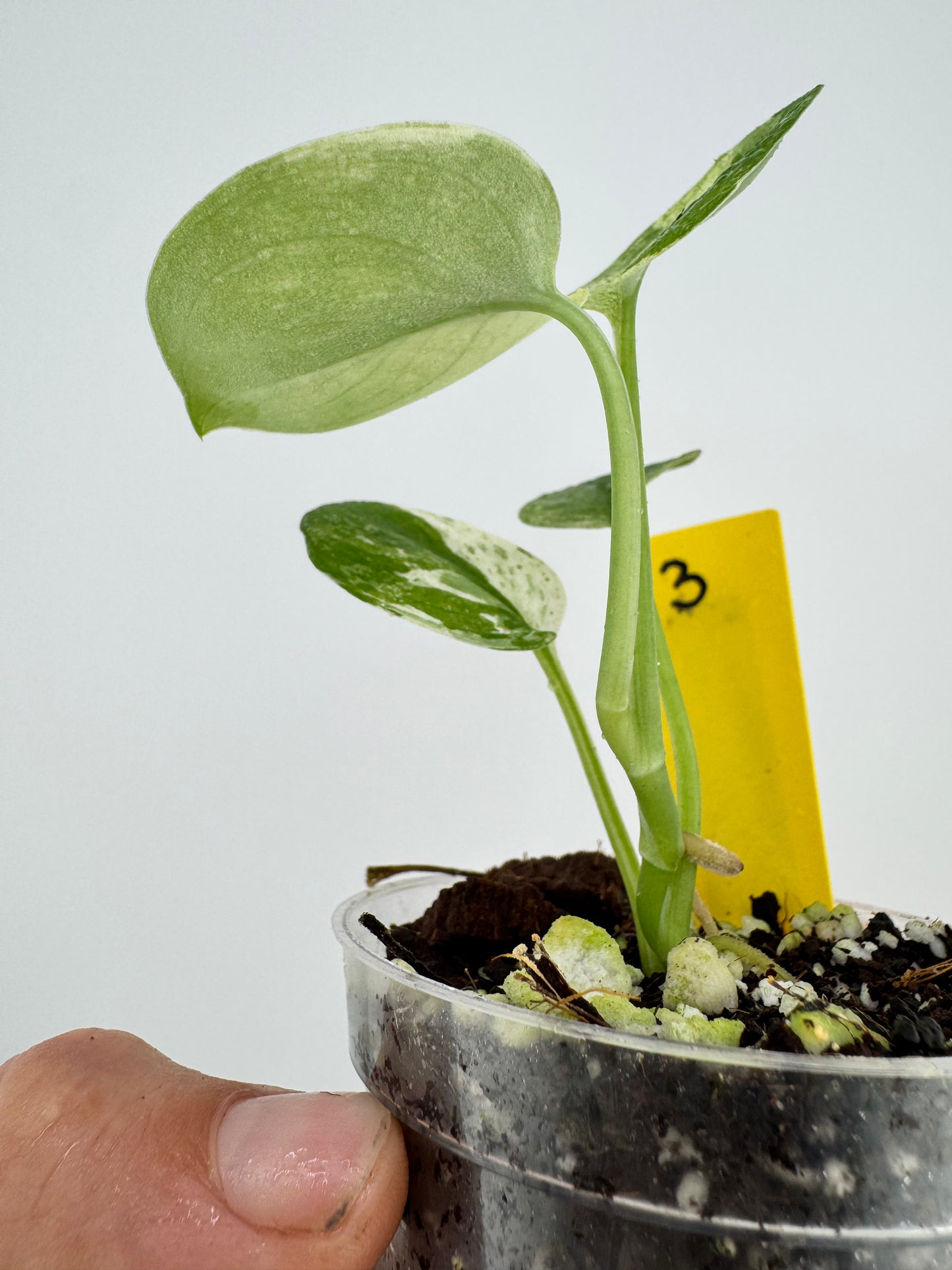 Scindapsus Variegated Mangurai #3