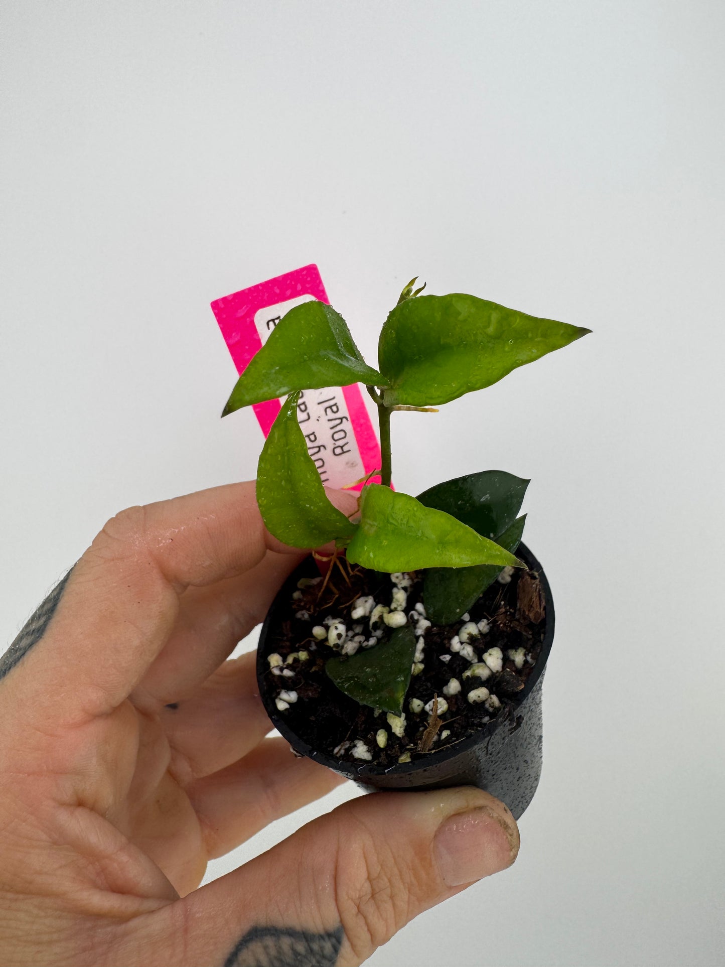 Hoya Lacunosa ‘Royal flush’