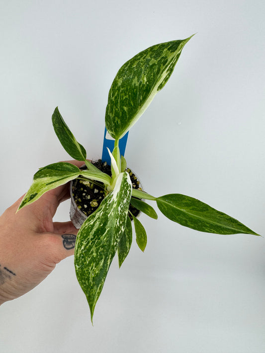 Philodendron Jose Buono