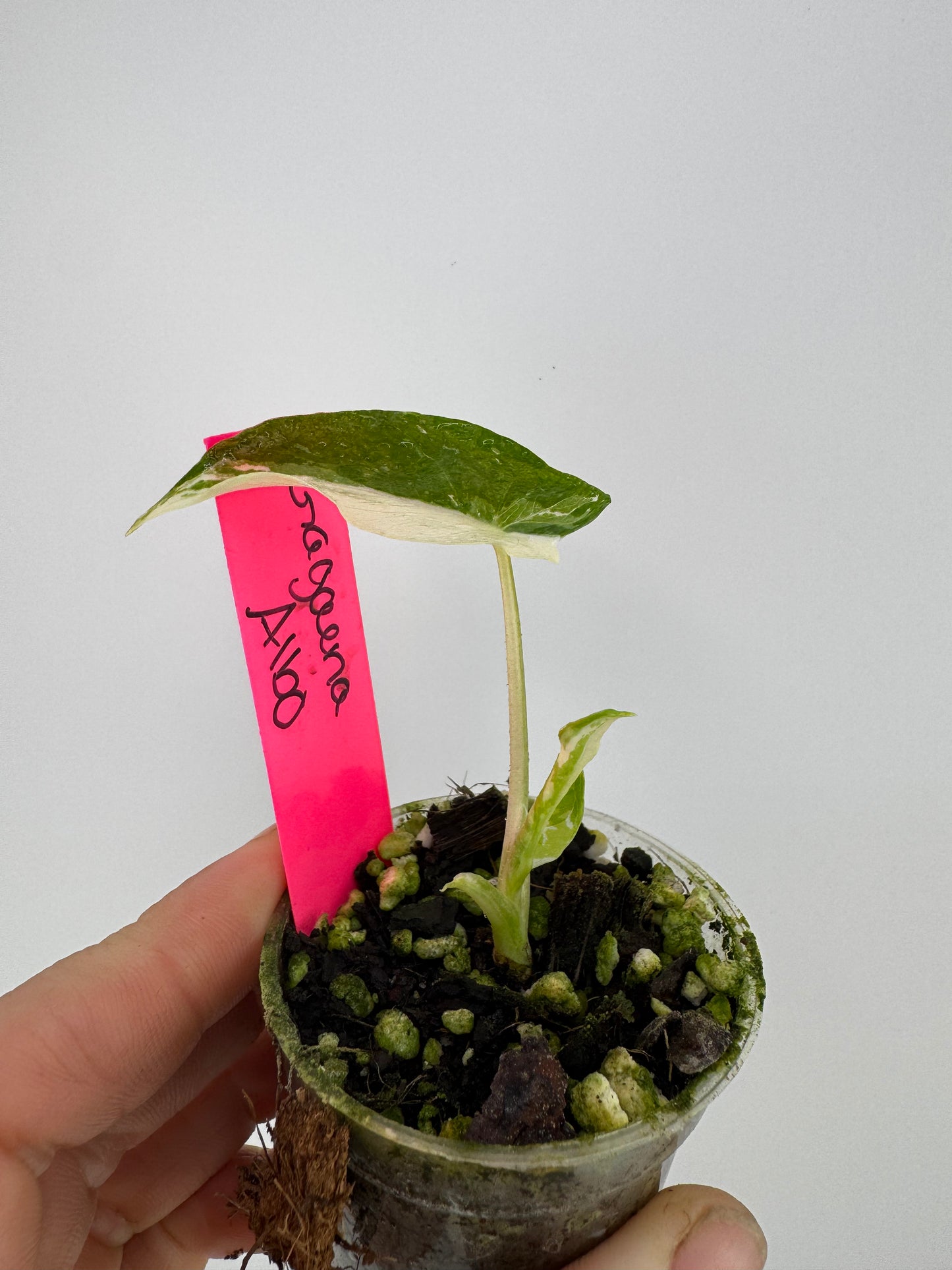 Alocasia Variegated Gagaena Albo