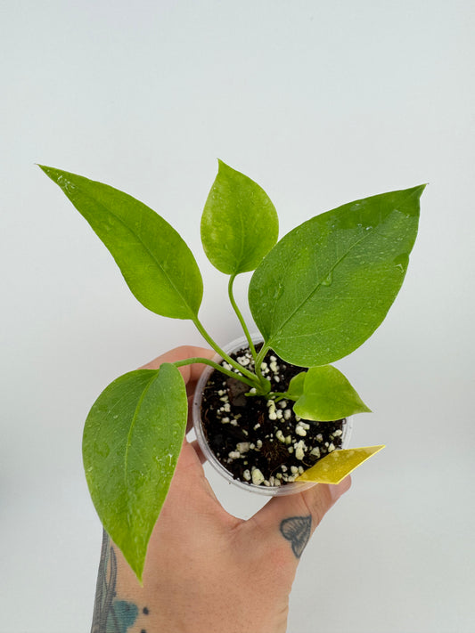 Anthurium vittariifolium