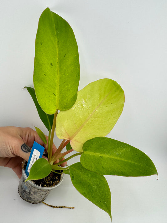 Philodendron Snowdrift