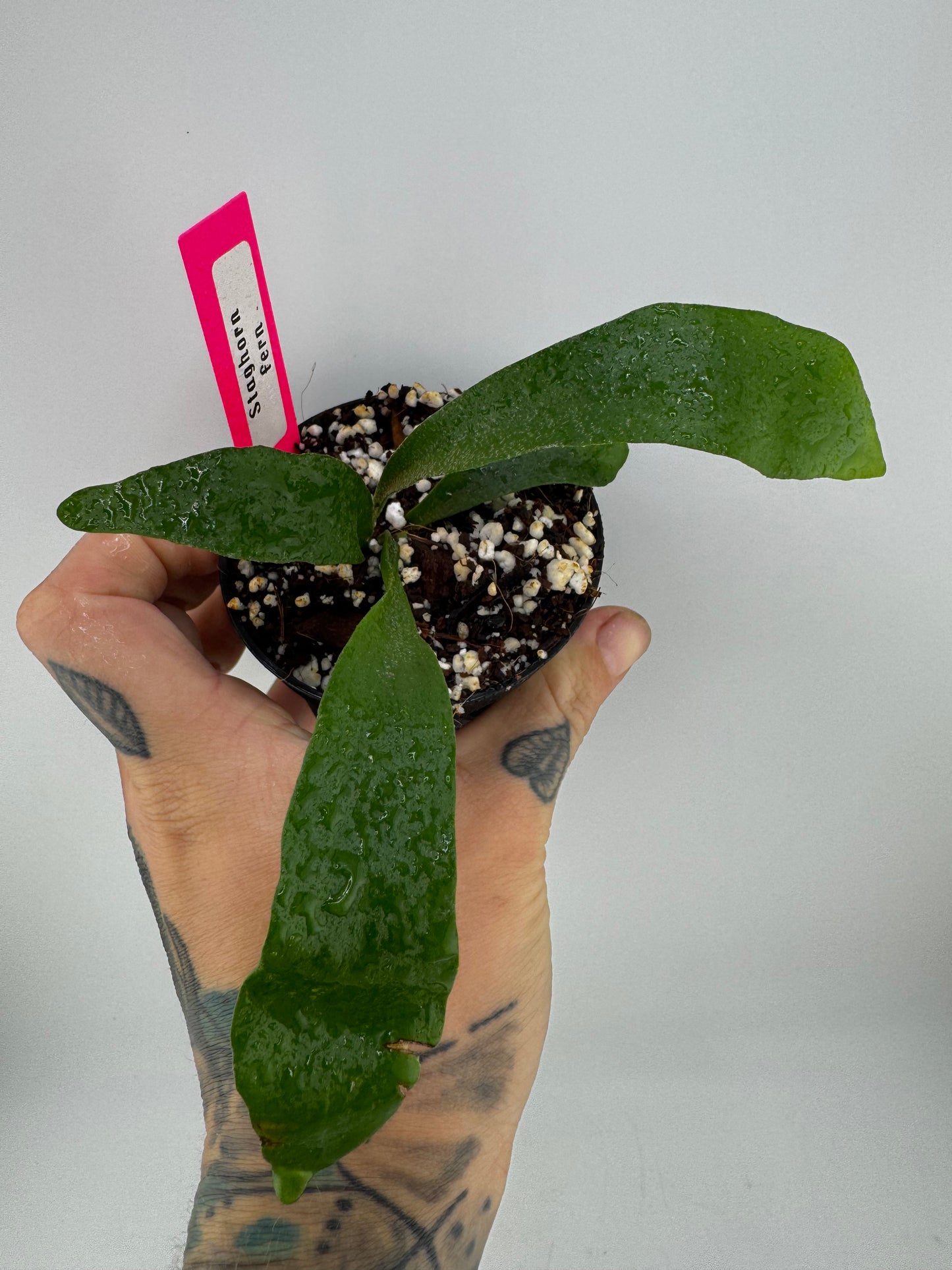 Staghorn Fern
