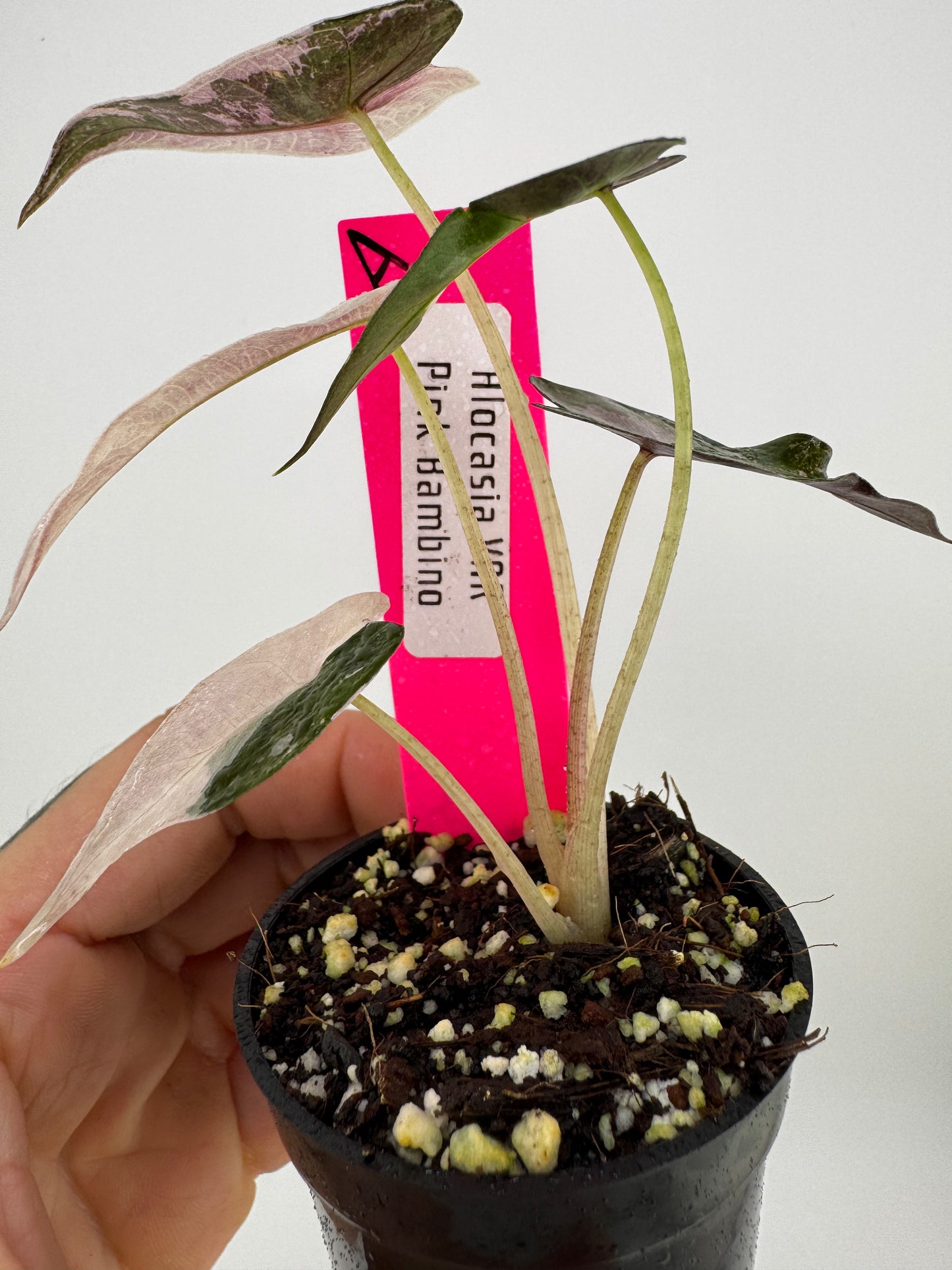 Variegated Alocasia Bambino Albo/Pink #A
