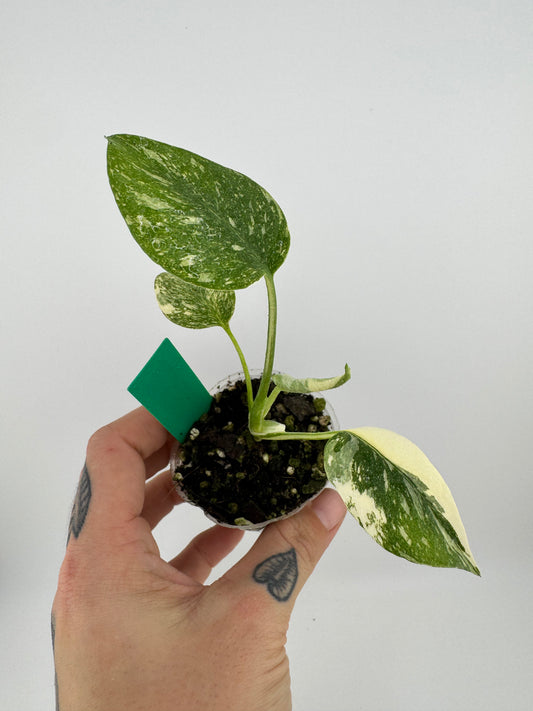 Monstera Variegated Thai Constellation