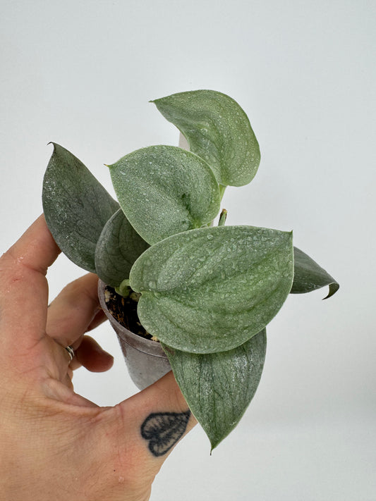 Scindapsus Soooo Silver