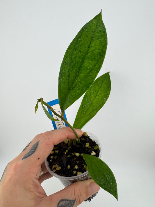 Hoya Jennifer ‘AH002’