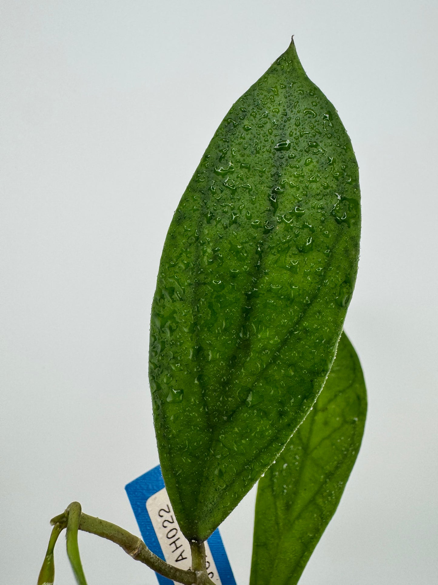 Hoya Jennifer ‘AH002’