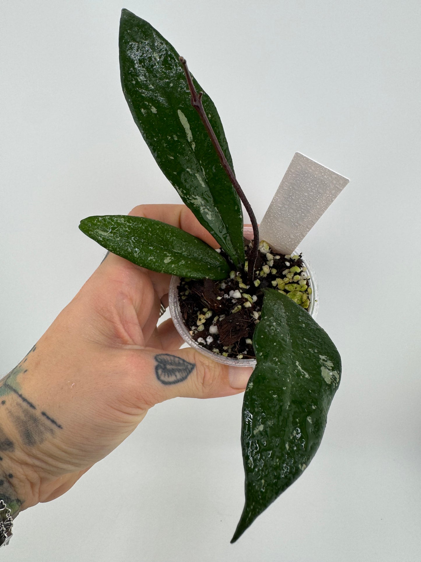 Hoya Pubicalyx ‘Royal Hawaiian Purple’