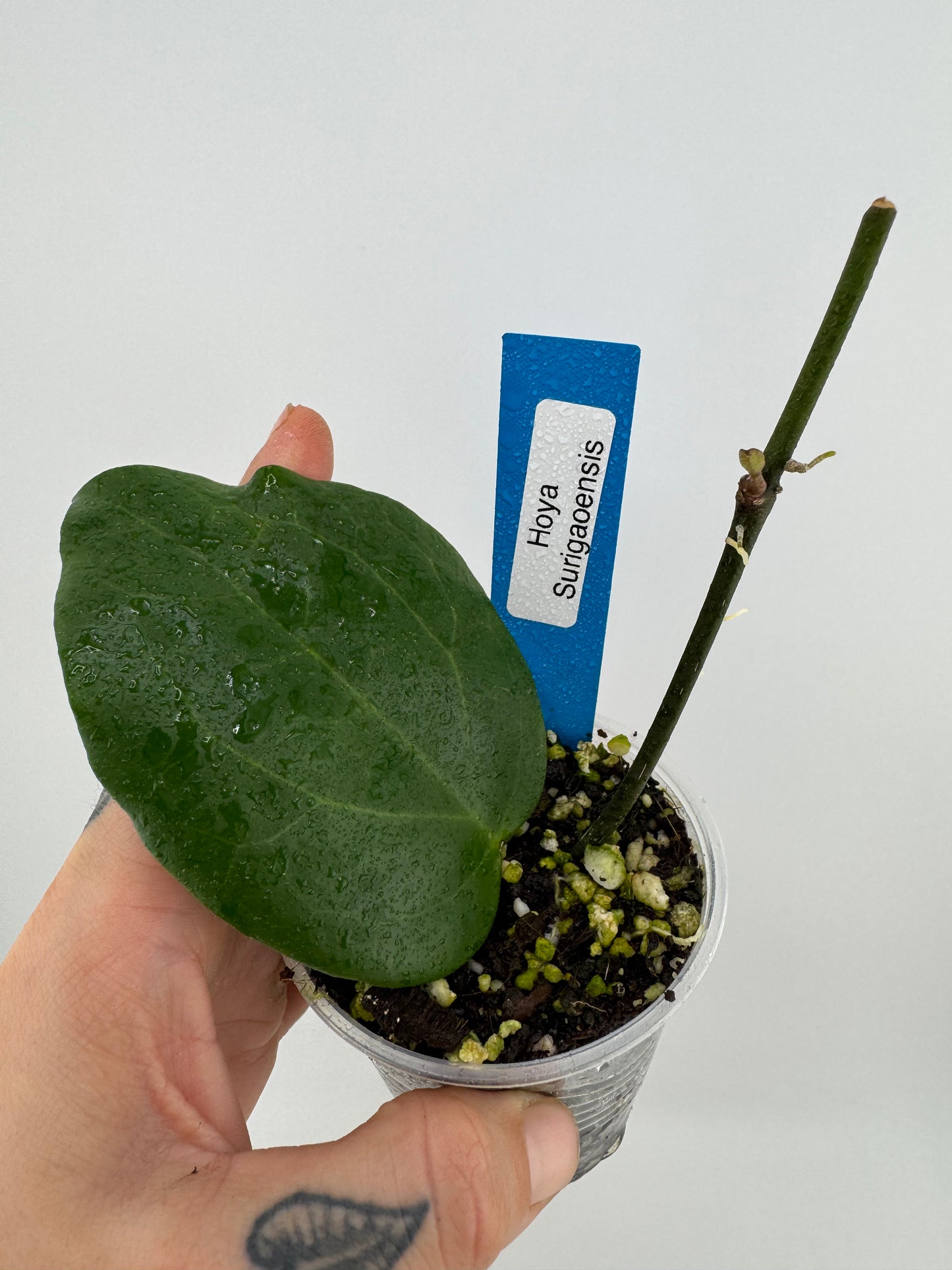 Hoya Surigaoensis