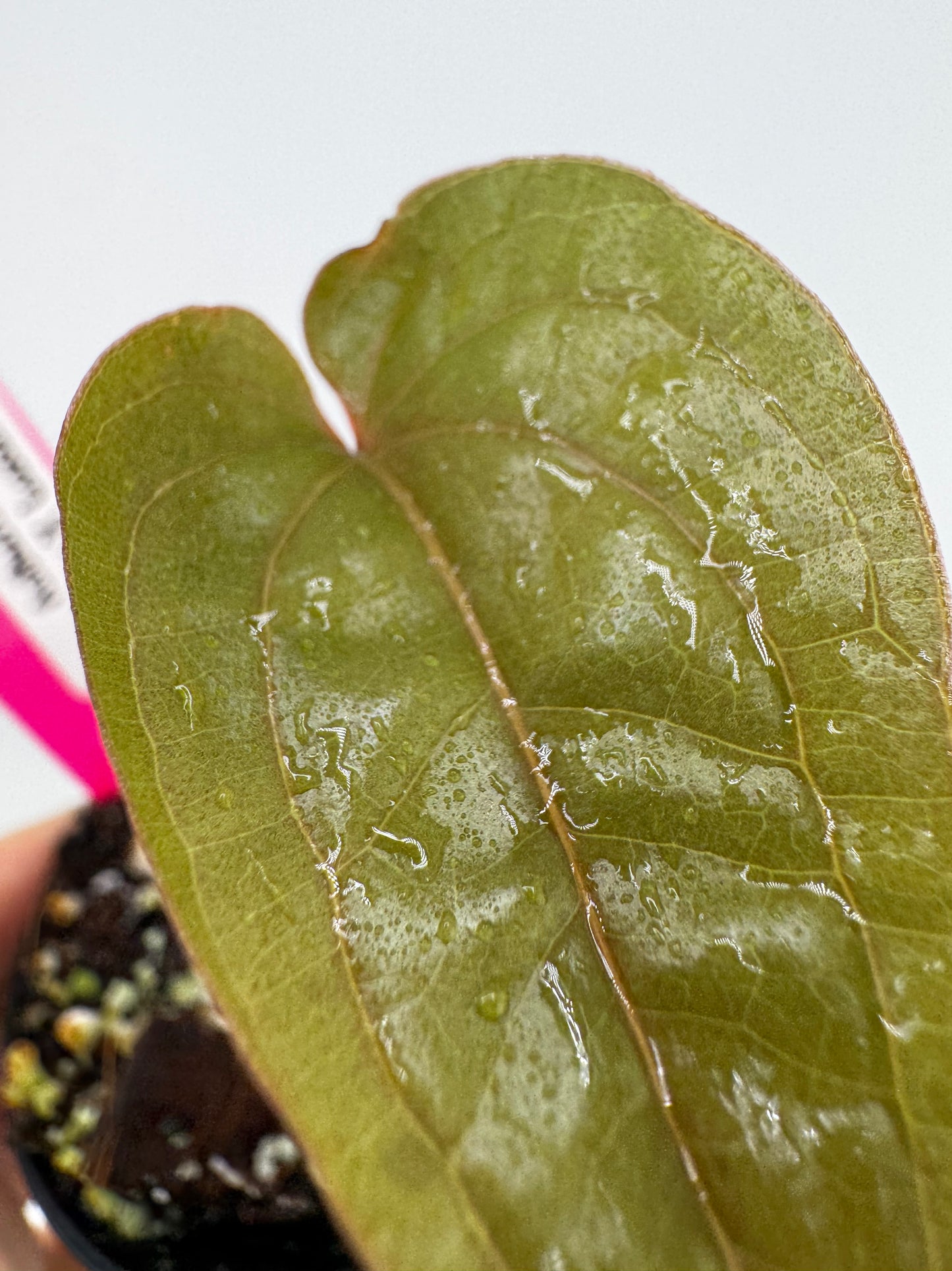Anthurium Radicans X Luxurians