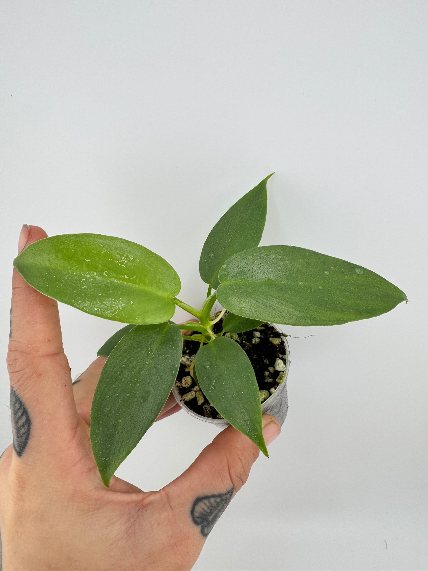 Philodendron Bipennifolium