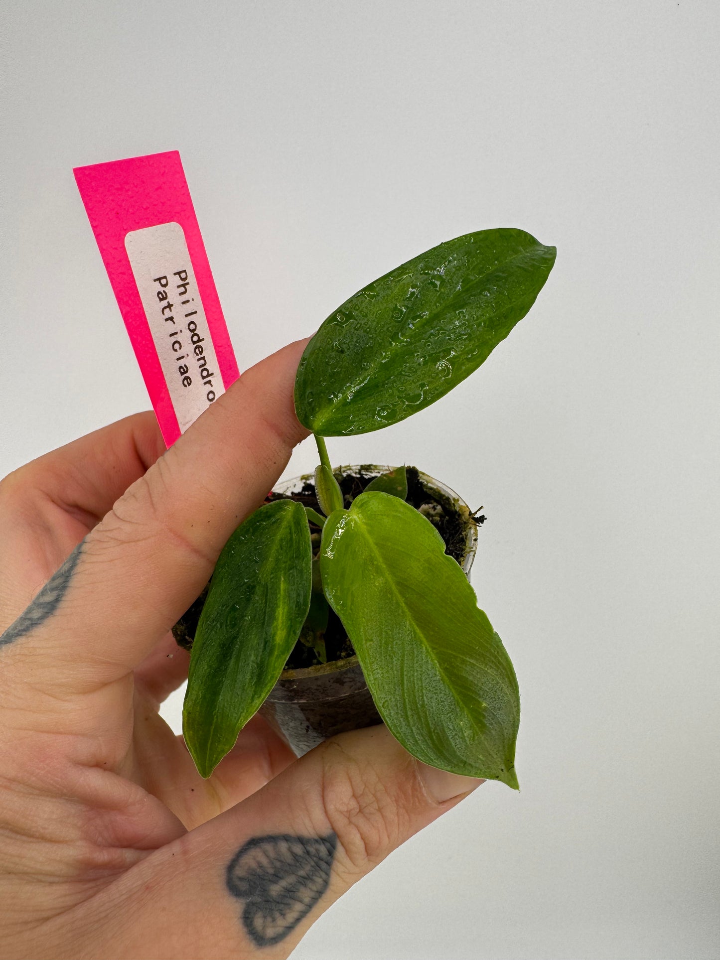 Philodendron Patriciae