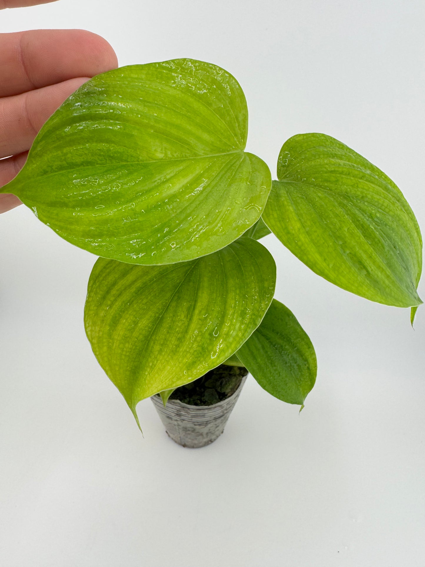 Philodendron fibraecataphyllum