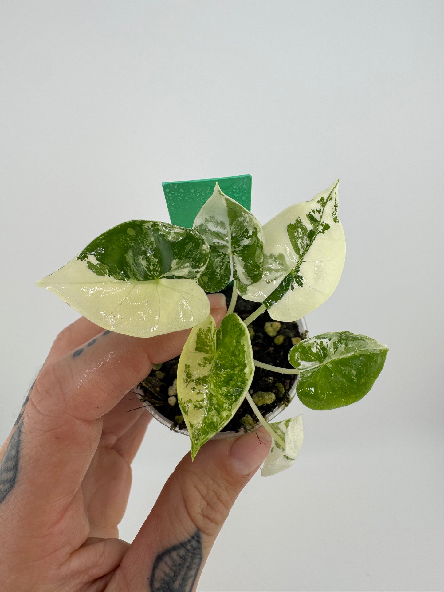 Alocasia Frydek Variegated Albo